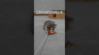 離したくないみゅう君🍤#子猫#マンチカン#cat