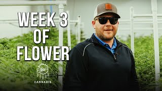 Week 3 of the Cannabis Flowering Period | Week-by-Week Guide with Smokey Okies