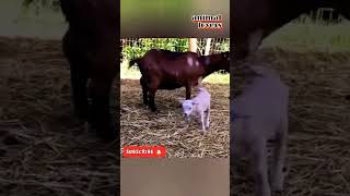 funny goats videos try not to laugh,funny baby goat videos screaming,