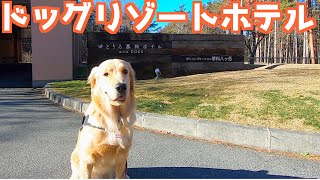 長野のドッグリゾートホテルに泊まってきたゴールデンレトリバー