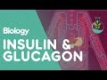 Insulin and Glucagon | Biology for All | FuseSchool Insulin and Glucagon | Biology for All | FuseSchool