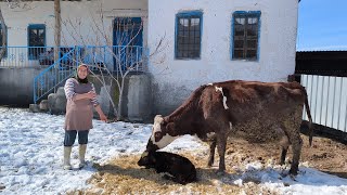 İNEK DOĞUMU~KINALI AMELİYATTAN SONRA DOĞURDU KAMYON YEDEK PARÇA SAHTE ÇIKTI #inek #inekdoğum #buzag