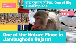 jhand hanuman forest || zand hanuman temple near pavagadh || near pavagadh tourist places