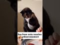 #4 The Meow Files video funny🐶🐱#funny #animals #cuteanimals