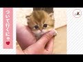 ママのあとをついて行く可愛い子猫😻 【PECO TV】