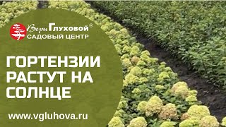 ГОРТЕНЗИИ НА СОЛНЦЕ