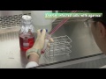 virus quantification using plaque assay