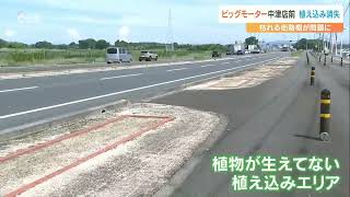 ビッグモーター店舗周辺の “街路樹枯死問題” 県が中津店で植え込み“消失”を確認　大分