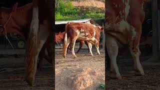 Record the daily life of cattle breeders Came 91