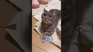 猫って猫用おもちゃよりこういうものの方がよく遊ぶ説...#猫 #マンチカン #shorts