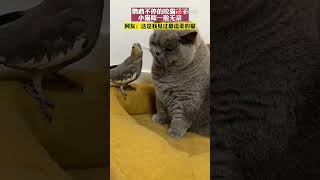 鹦鹉不停咬猫胡子，小猫咪一脸无奈，网友：这是我见过最温柔的猫。