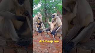 #monkey comedy #viral #video #youtube #bandra #funny #comedy #trendingshorts #full #cute