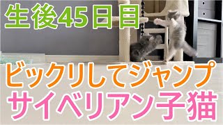 【子猫のかわいい成長記録】生後45日目！ビックリするとジャンプするのがかわいい子猫【サイベリアン多頭飼い】