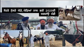 Beautiful stallions and mares at jagroan fair #2025 #horse #lover #punjab #malwa #majha #love