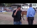 N 223 SINAH YSM   Iksal Arabian Horse Show   Mares 2019 Class 19