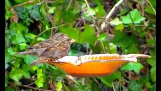 IECV NV #442 - 👀Two Female House Sparrows Eating Seeds At The Orange Glass Feeder 🐤🐤7-27-2017