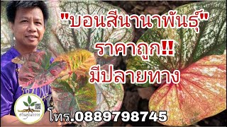 #บอนสีนานาพันธุ์#ราคาถูก!!#บอนสีราชินีไม้ใบ#มีปลายทาง\