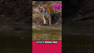 🐯🐯Harimau yang dihormati⭐👏