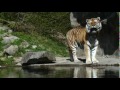 zoo zürich amurtiger