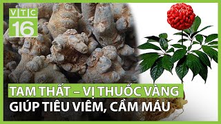 Tam thất – Vị thuốc vàng giúp tiêu viêm, cầm máu | VTC16