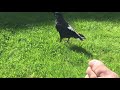 jackdaw playing and friendly