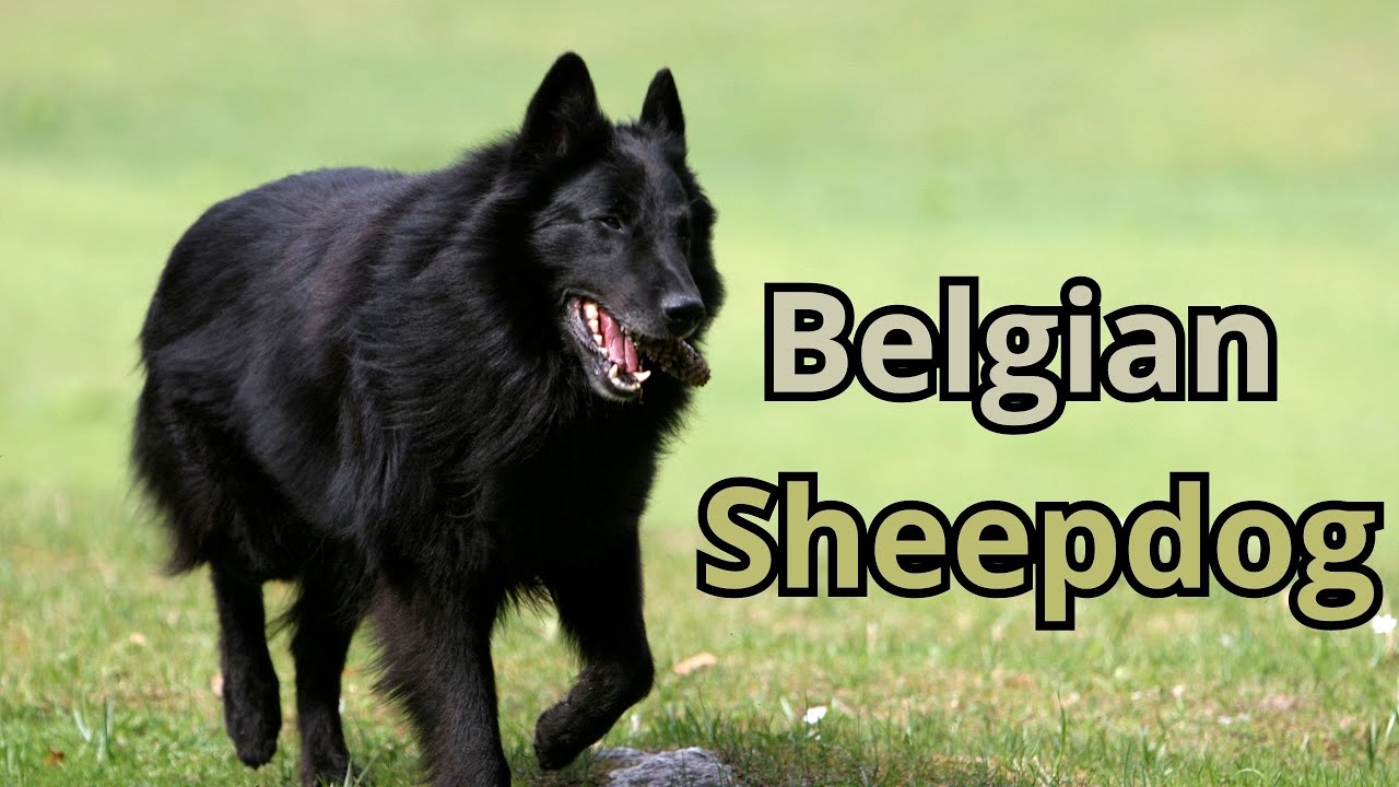 Belgian Sheepdog: The Dog That Does Everything! - YouTube