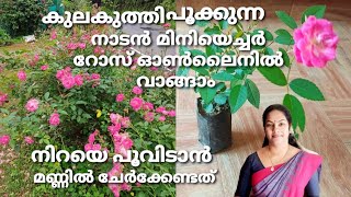 കുലകുത്തി പൂക്കുന്ന നാടൻ റോസ് വാങ്ങാം/റോസ്‌ നിറയെ പൂക്കൾ തരാൻ ടിപ്സ്/Rose Plant/നാടൻ റോസ്‌