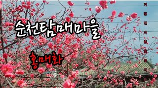 📍전남 순천탐매마을 홍매화🌸순천 홍매화