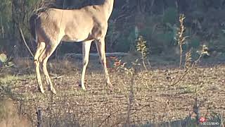 2022 hunt 6.5 grendel 2 bucks