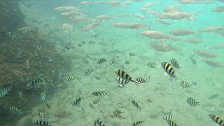 【和平島公園】想和魚兒一起在大海中遨遊嗎?