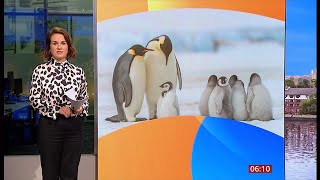 Penguin chicks survive tearaway iceberg (southern ocean) 28/Sep/2024