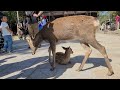 激カワbaby鹿ちゃんに外国人観光客もうっとり