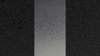 The Great Murmuration