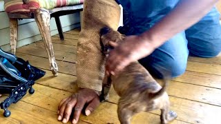 7 week old puppy APBT retrieving scented ball \u0026 do protection work.