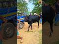 বাংলার কালা মানিক 😱🐂😱🇧🇩😱 #cow #video #shorts #viralvideo #trending #short #bull #animals #shortvideo