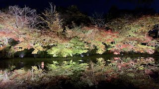 御船山楽園 紅葉ライトアップ