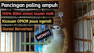 Pancingan suara OPIOR Jawa gacor ngeroll... cocok buat Masteran . #pancingan #masteran #opiorgacor