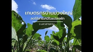 นักข่าวพลเมือง : เกษตรกรบ้านม่วงใหญ่ ลดใช้สารเคมีในแปลงผัก I 04 ม.ค.60 I 12.00 น.