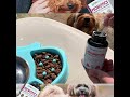 Probiotic for Cats and Dogs