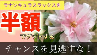 ホームセンターで【ラナンキュラスラックス】【アリアドネ】を半額でゲット！お得情報をシェア！