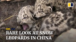 Wild snow leopards and cubs settling in for winter are caught on camera in northwestern China