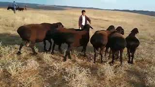 Гиссар кочкорлор тазасы💪