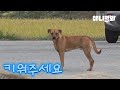 갓 낳은 새끼를 집사에게 데리고 온 강아지의 사연… ㅣThe dog who brought puppies to the guardian…