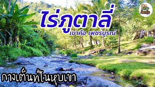 ไร่ภูตาลี่ l อ.เขาค้อ จ.เพชรบูรณ์ l กางเต็นท์ริมลำธารในหุบเขา l Ogawa Vigas-II​ l ส้มตาโต EP.17