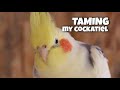 How I Tamed my Cockatiel Ringo