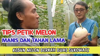 Tips Petik Melon Manis dan Tahan Lama, Panen Melon eksklusif  kebun Berkah Bumi Sukowati