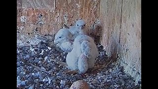 FalconCam 2024 10 17 Nestlings' first steps