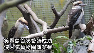 笑翠鳥首次繁殖成功〜沒人氣動物園傳笑聲