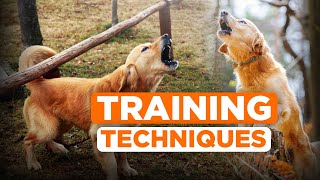 How to Stop your Golden Retriever from Excessive Barking?