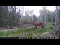 stalbrieži. red stag meža kameras trail camera